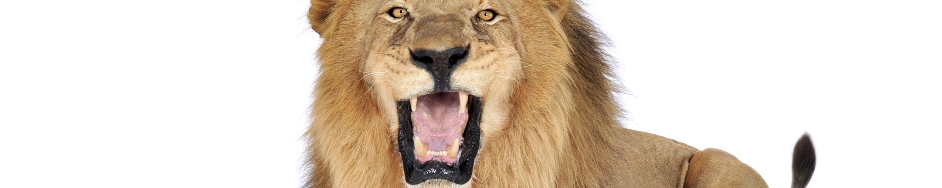 lion-roaring-on-a-white-background-picture-id93215564 (1)