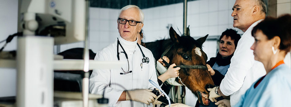Mature Veterinarian examining throat of a horse with endoscope
