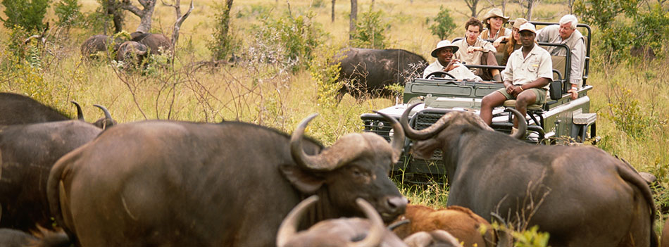 Herd of cape buffaloes (Syncerus caffer) before off road vehicle