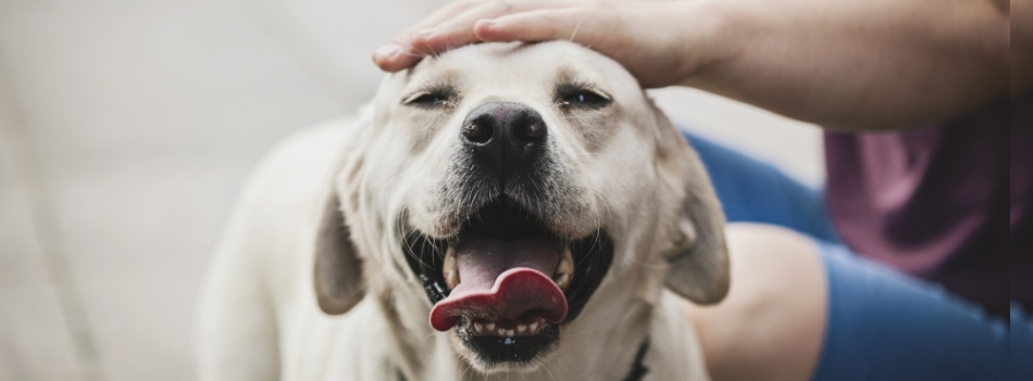 dia-do-cão