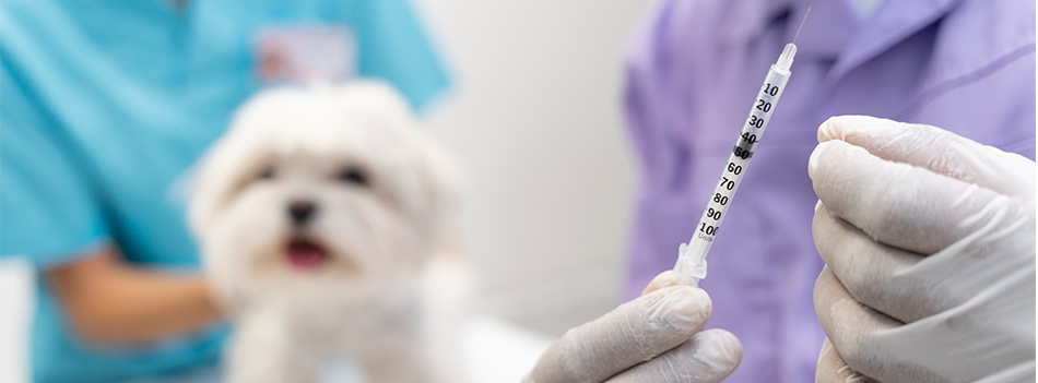banner-vacinacao-caes-cachorro