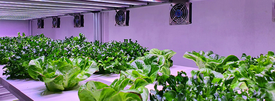 banner-pesquisa-fabrica plantas-up